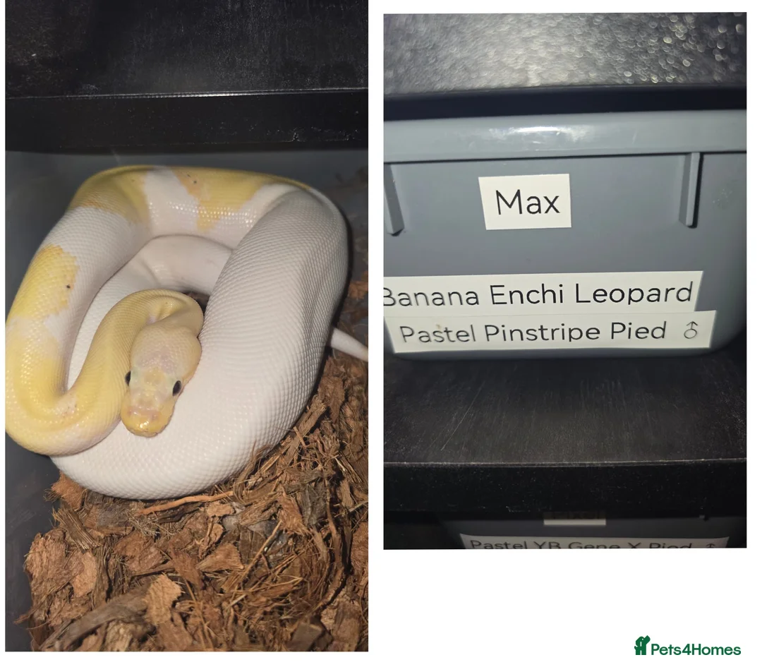 Python Snake reptiles for sale: Pied ball pythons  in Coalville - Advert 1