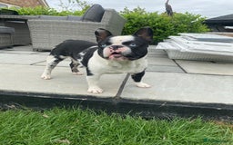 French Bulldog dogs for sale: QUALITY FRENCH BULLDOG PUPPIES - Advert 24