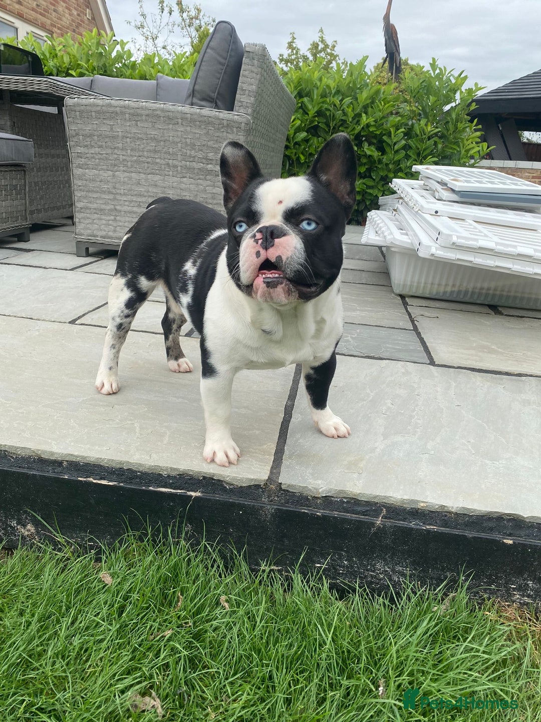 French Bulldog dogs for sale: QUALITY FRENCH BULLDOG PUPPIES - Advert 24