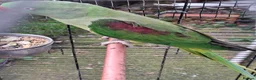 Ringnecks birds for sale: Ringneck Parrot For Sale - Advert 5