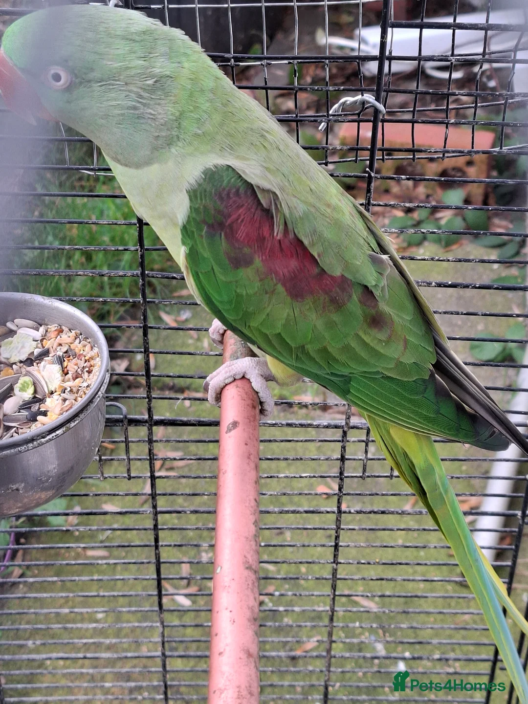 Ringnecks birds for sale: Ringneck Parrot For Sale - Advert 5