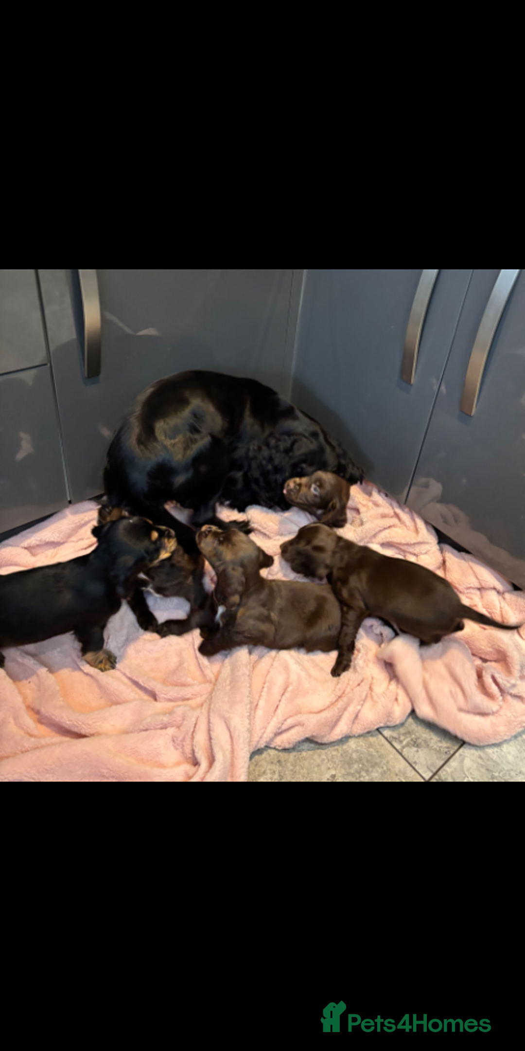 Cocker Spaniel dogs for sale: Cocker spaniel puppies - Image 3
