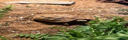 Hermann Tortoise reptiles for sale: Hermann’s Tortoise and Tortoise Table in Leeds - Advert 7