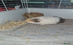 Guinea Pig rodents for sale: 2 Male Guinea Pigs- with a large cage&accessories. - Image 11