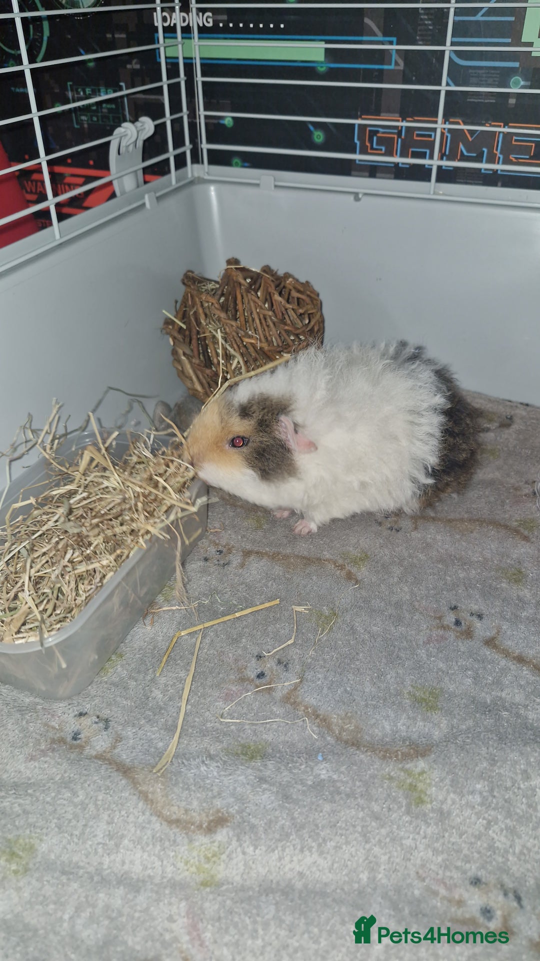 Guinea Pig rodents for sale: 2 Male Guinea Pigs- with a large cage&accessories. - Image 11