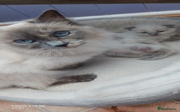 Ragdoll cats for sale: Ragdoll Kittens - Image 6