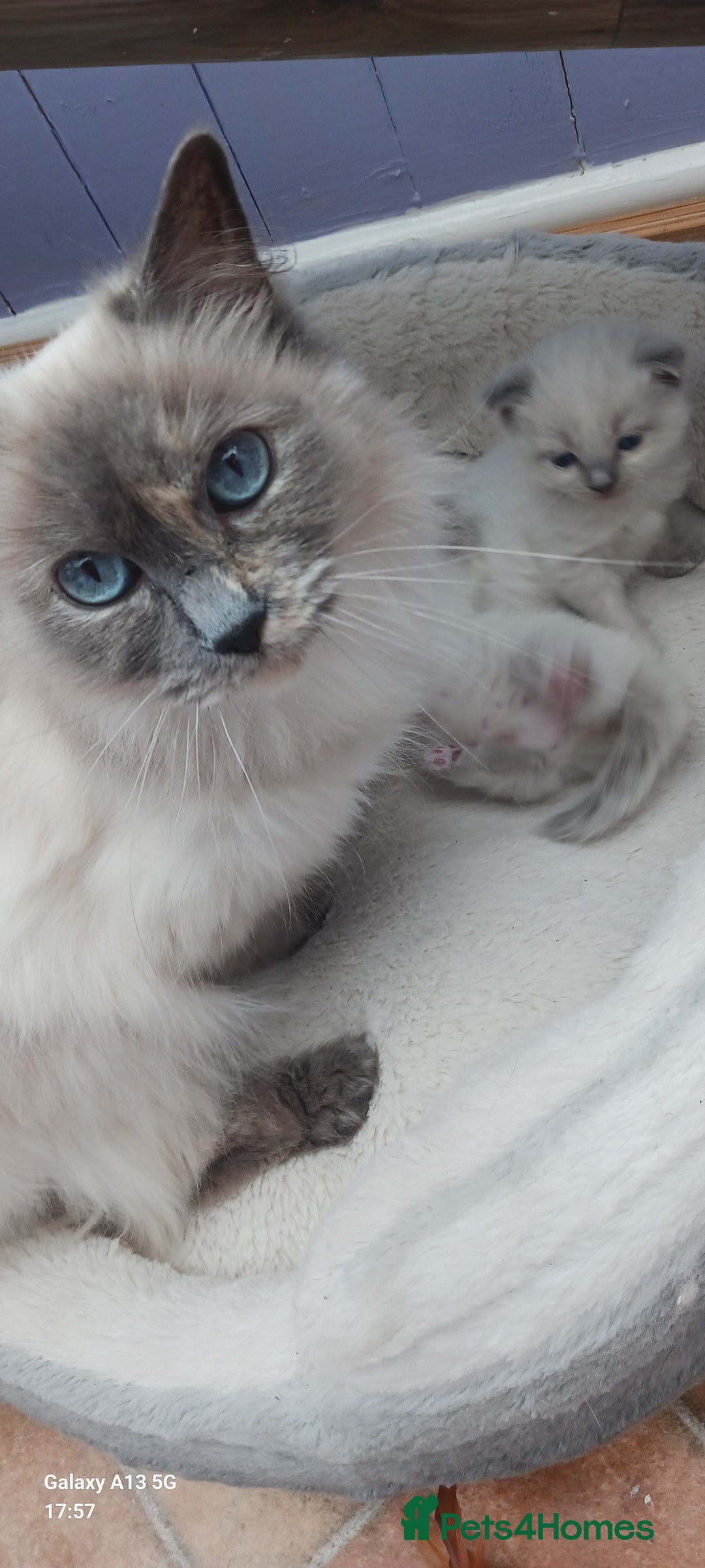 Ragdoll cats for sale: Ragdoll Kittens - Image 6