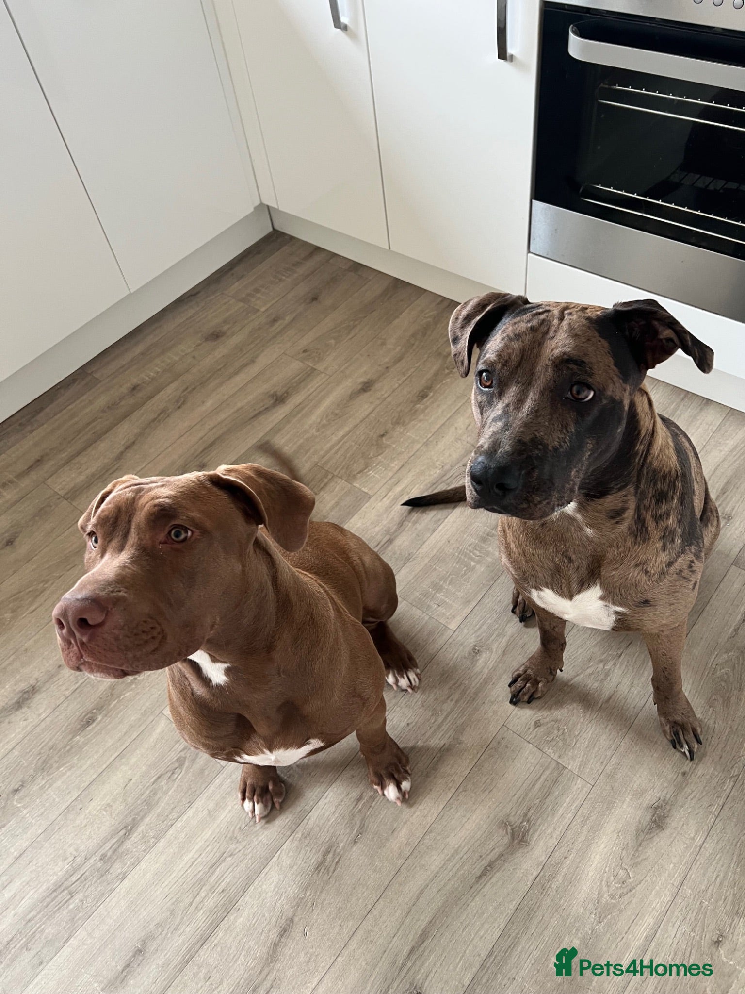 Mixed Breed dogs Rehoming - Advert 1