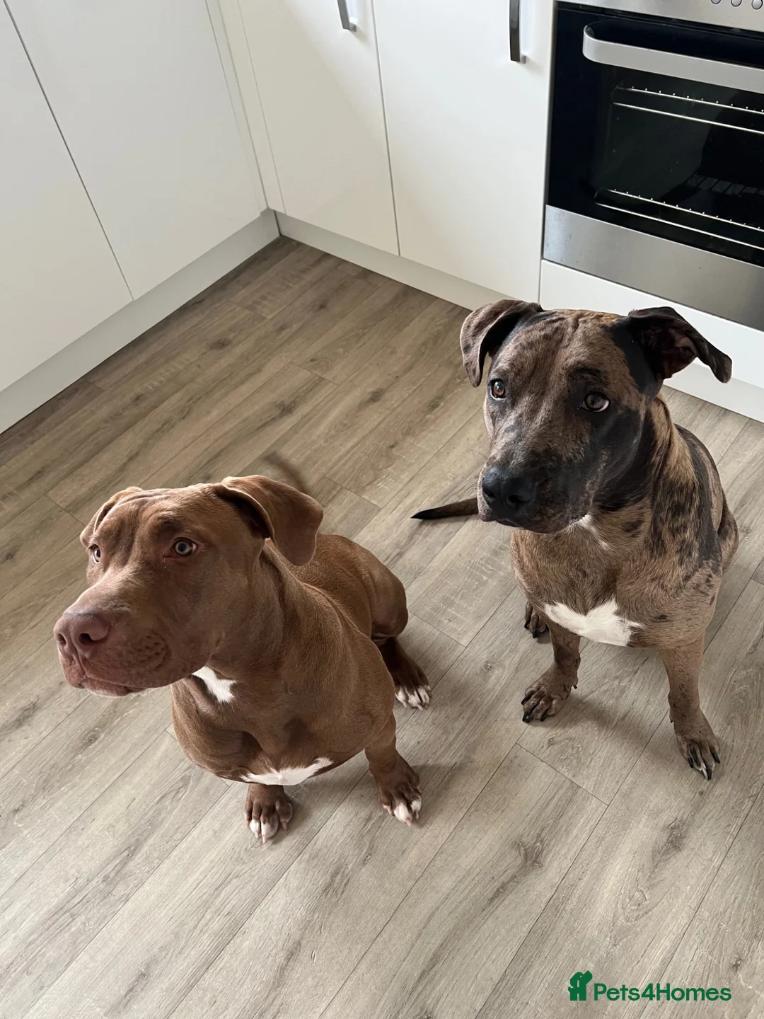 Mixed Breed dogs for sale: Rehoming - Advert 1