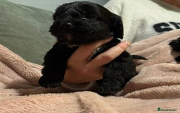 Mixed Breed dogs for sale: Cockshihpoos - Image 9