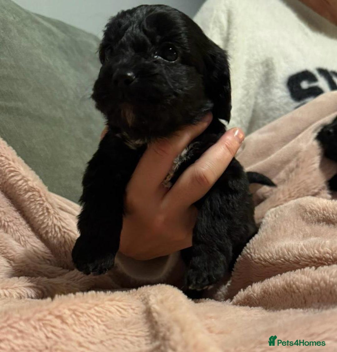 Mixed Breed dogs for sale: Cockshihpoos - Image 9