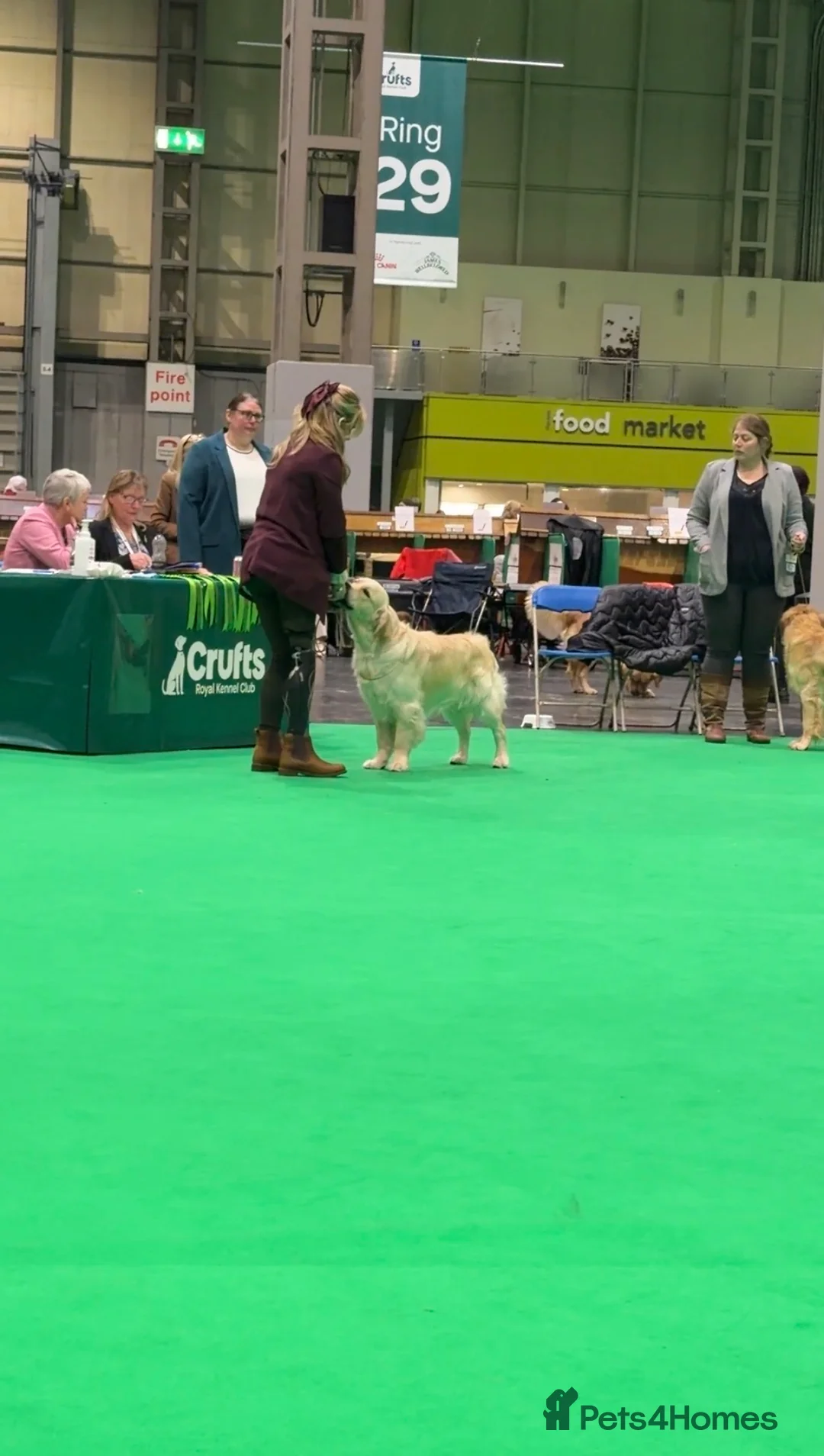 Golden Retriever dogs for stud: STUD DOG ‘ORLAGOLD MAJOR TOM’ (Ziggy)  - Advert 2