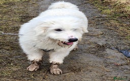 Mixed Breed dogs for adoption: Meet JOJO - a superb big girl, for a Loving Home - Image 39