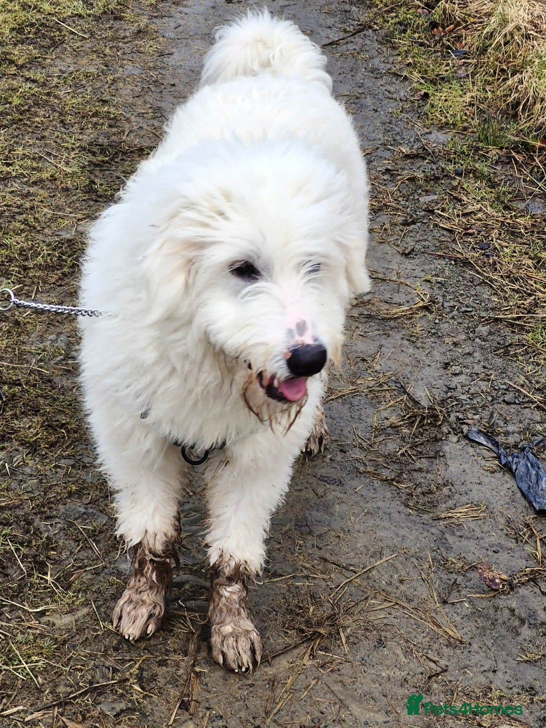 Mixed Breed dogs for adoption: Meet JOJO - a superb big girl, for a Loving Home - Image 39
