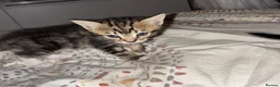 Mixed Breed cats for sale: Three kittens ready for rehoming  - Advert 3