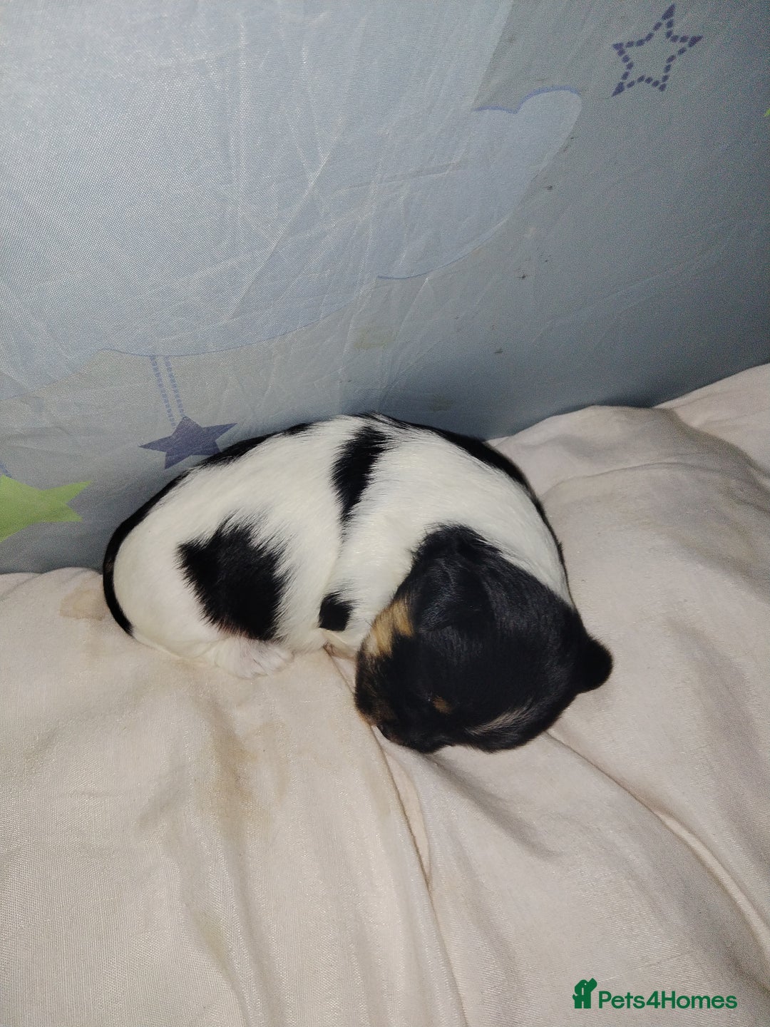Mixed Breed dogs for sale: Yorkshire Terrier Colourful (Biewer) Puppies - Image 7