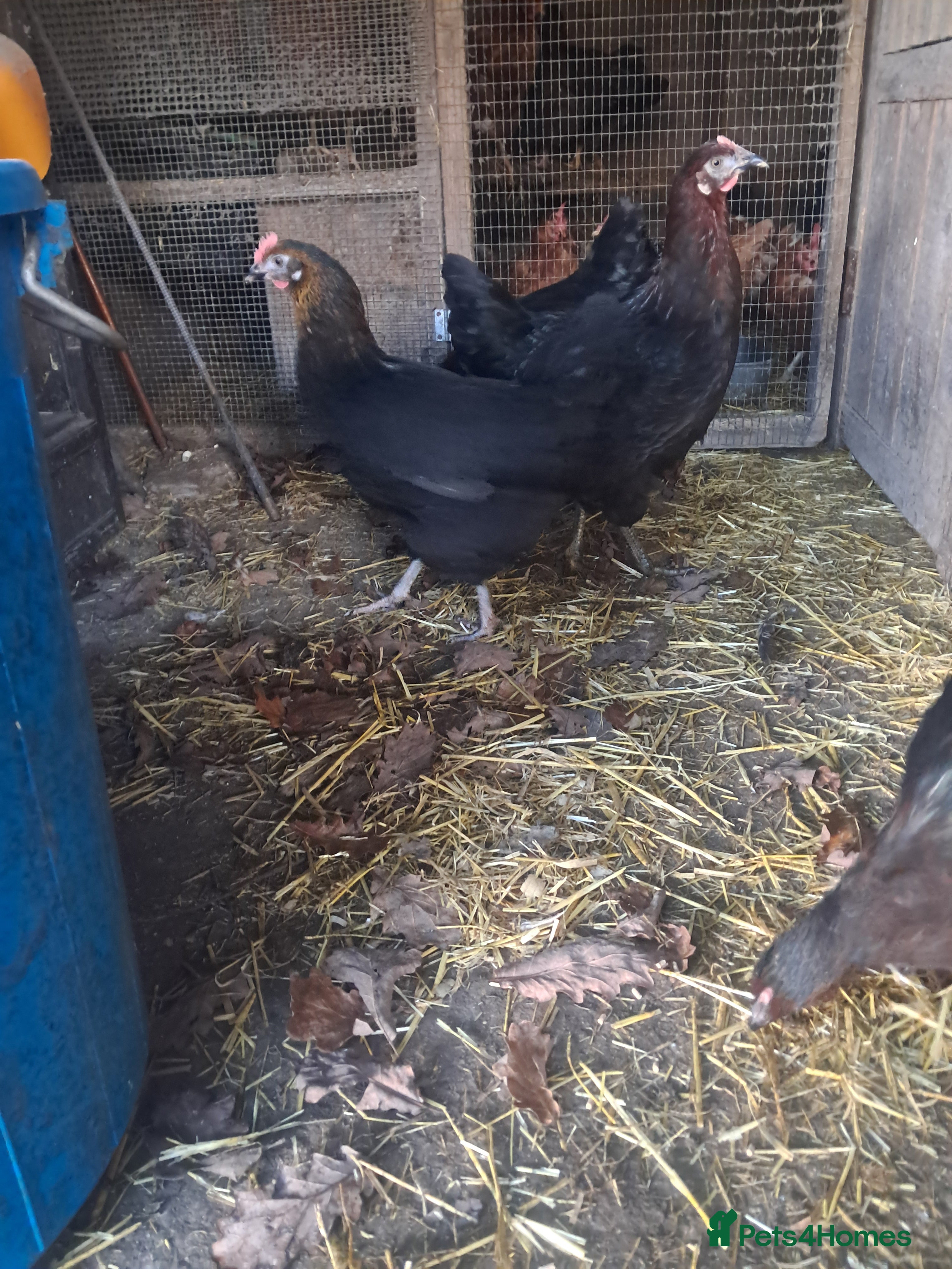 Chickens poultry POINT OF LAY PULLETS AVAILABLE  - Advert 4