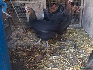Chickens poultry POINT OF LAY PULLETS AVAILABLE - Advert 13