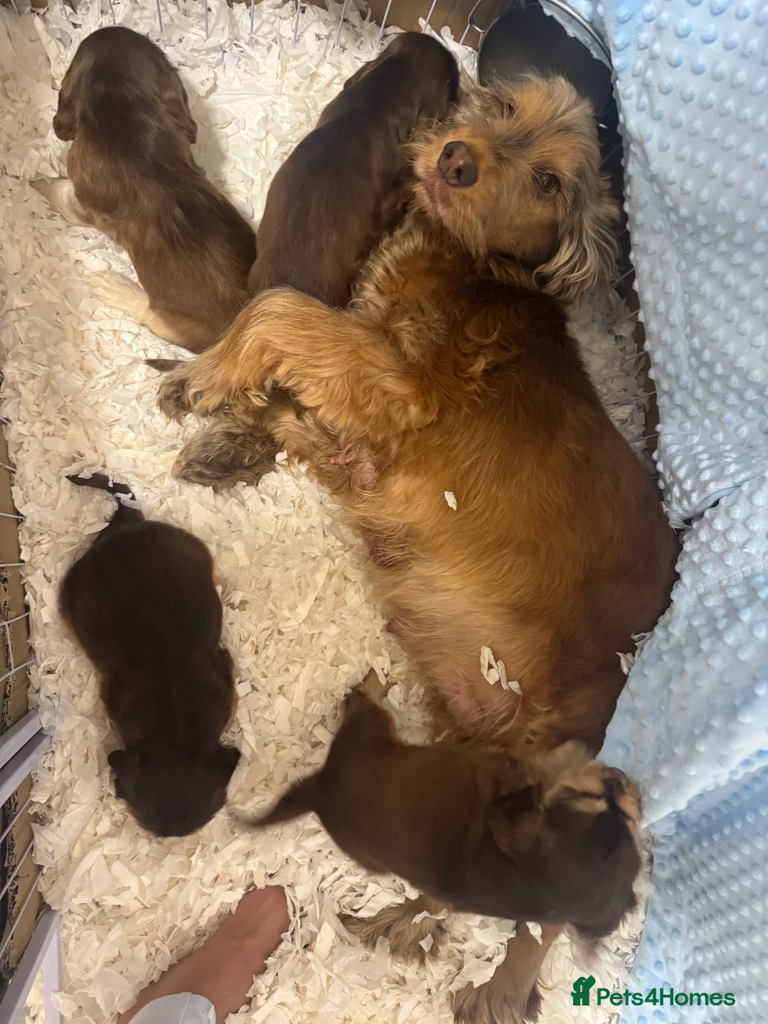 Cocker Spaniel dogs for sale: Beautiful KC registered show spaniels  - Advert 2