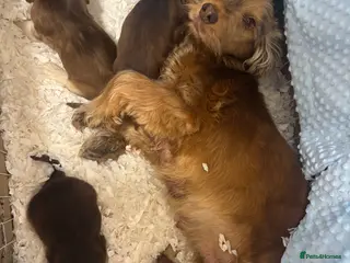 Cocker Spaniel dogs Beautiful KC registered show spaniels - Advert 6