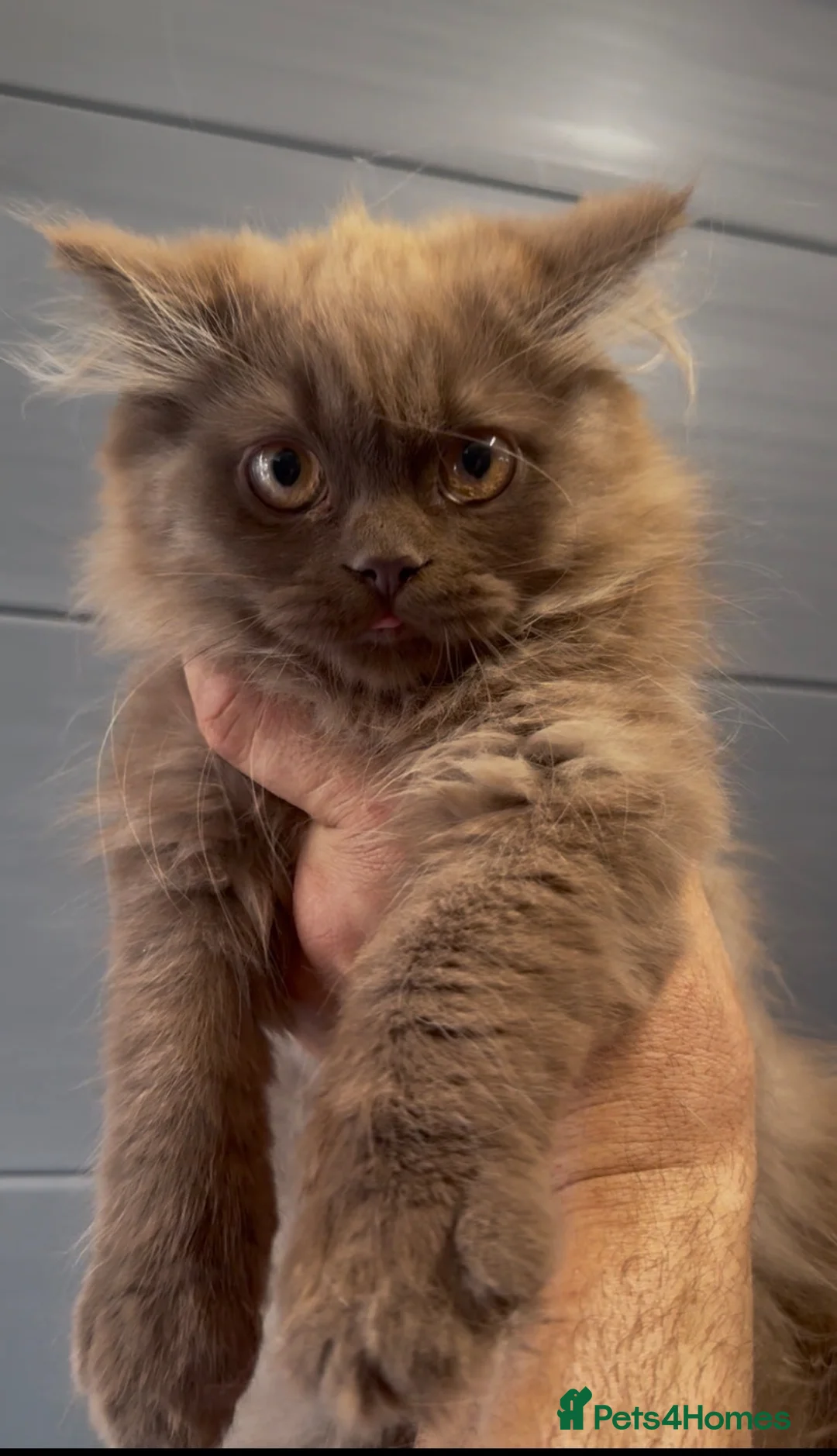 British Longhair cats for sale: Beautiful cinnamon kitten boy looking new home - Advert 14