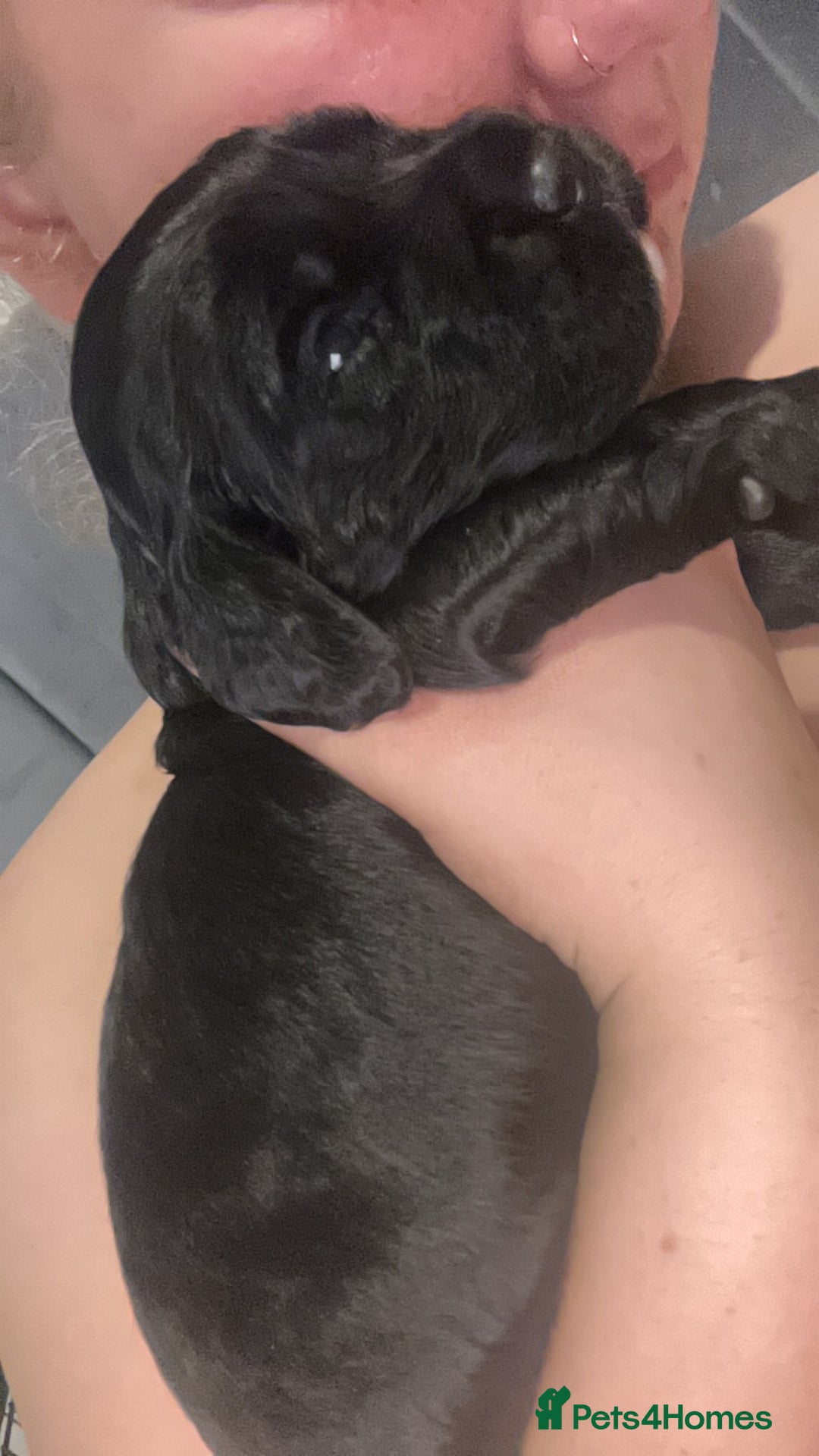 Sprocker dogs for sale: Beautiful litter of 4🫶 - Advert 7