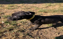 Mixed Breed dogs for sale: 3 BOYS LEFT - American Staffordshire bull terriers - Image 8