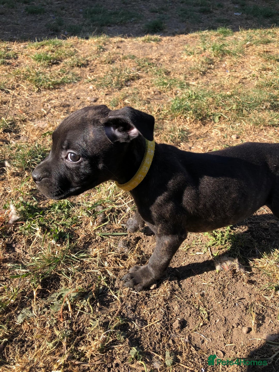 Mixed Breed dogs for sale: 3 BOYS LEFT - American Staffordshire bull terriers - Image 8