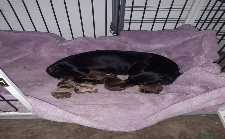 Dachshund dogs - Advert 1