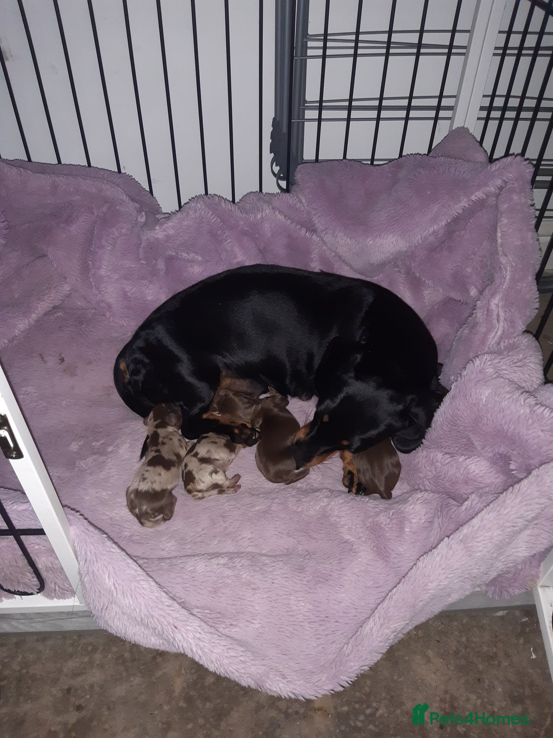 Dachshund dogs for sale: Dashhound puppies  - Image 2