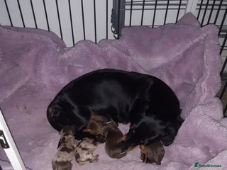 Dachshund dogs - Advert 12