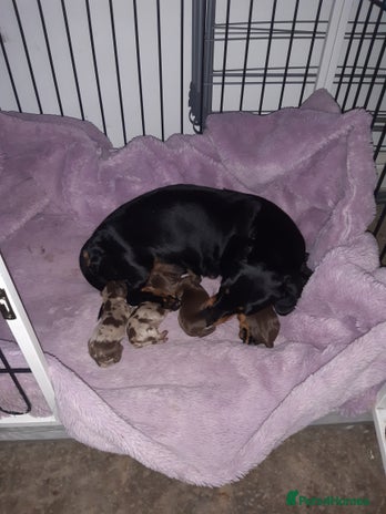 Dachshund dogs - Advert 1