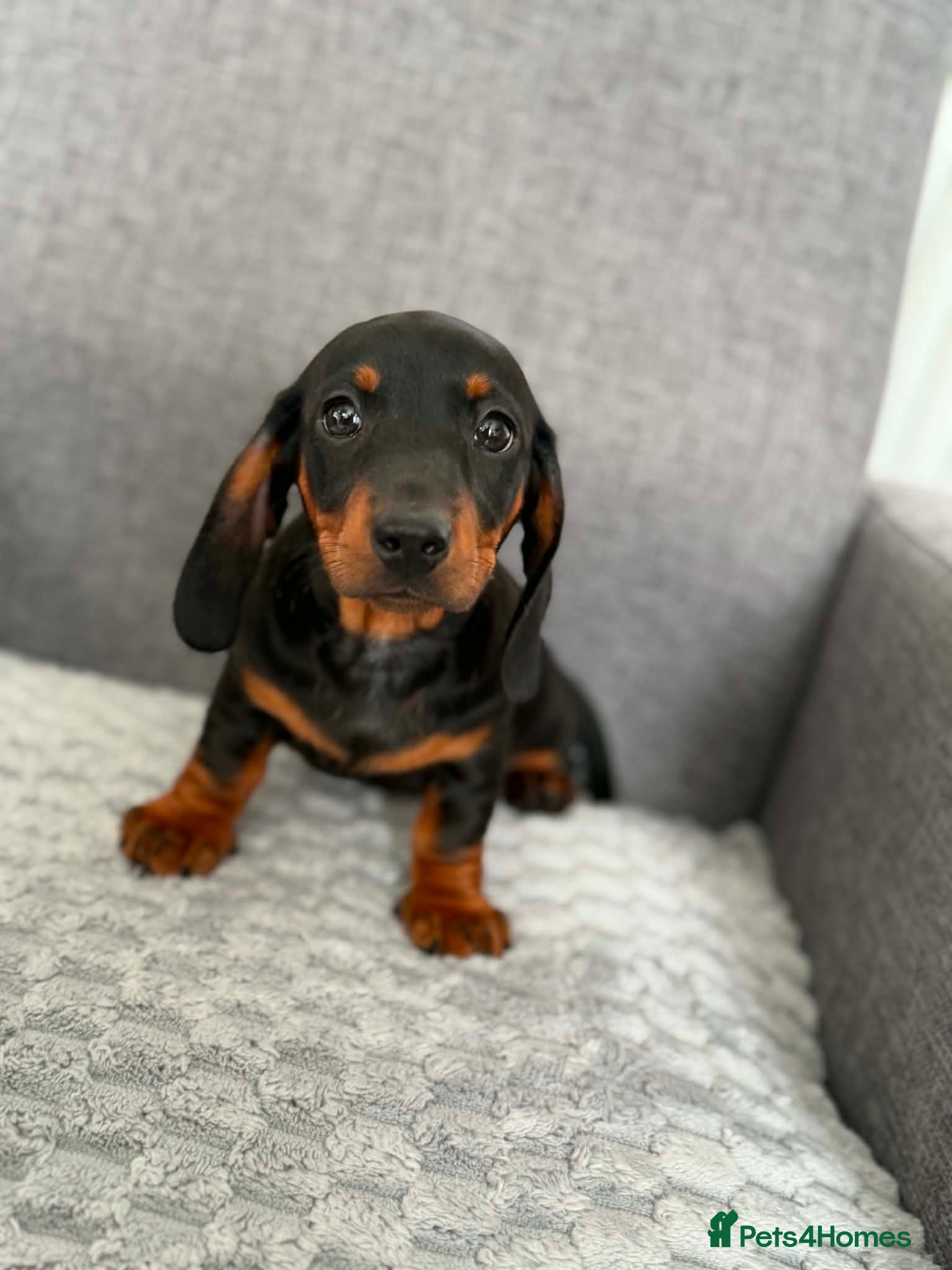 Miniature Dachshund dogs Miniature dachshund - Advert 6