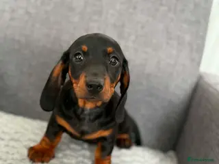 Miniature Dachshund dogs Miniature dachshund - Advert 2