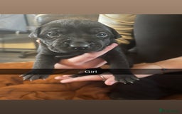 Mixed Breed dogs for sale: Pups for sale - Image 8