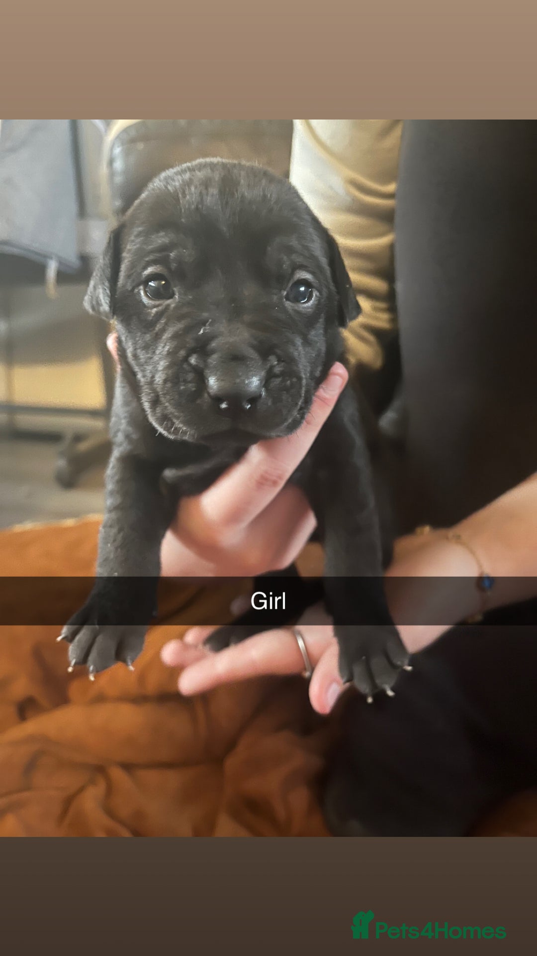Mixed Breed dogs for sale: Pups for sale - Image 8