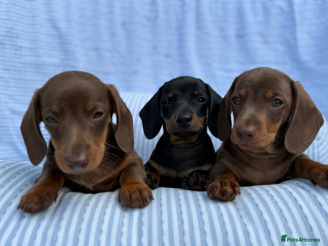 Miniature Dachshund dogs for sale: Kc Registered miniature dachshund  - Image 6