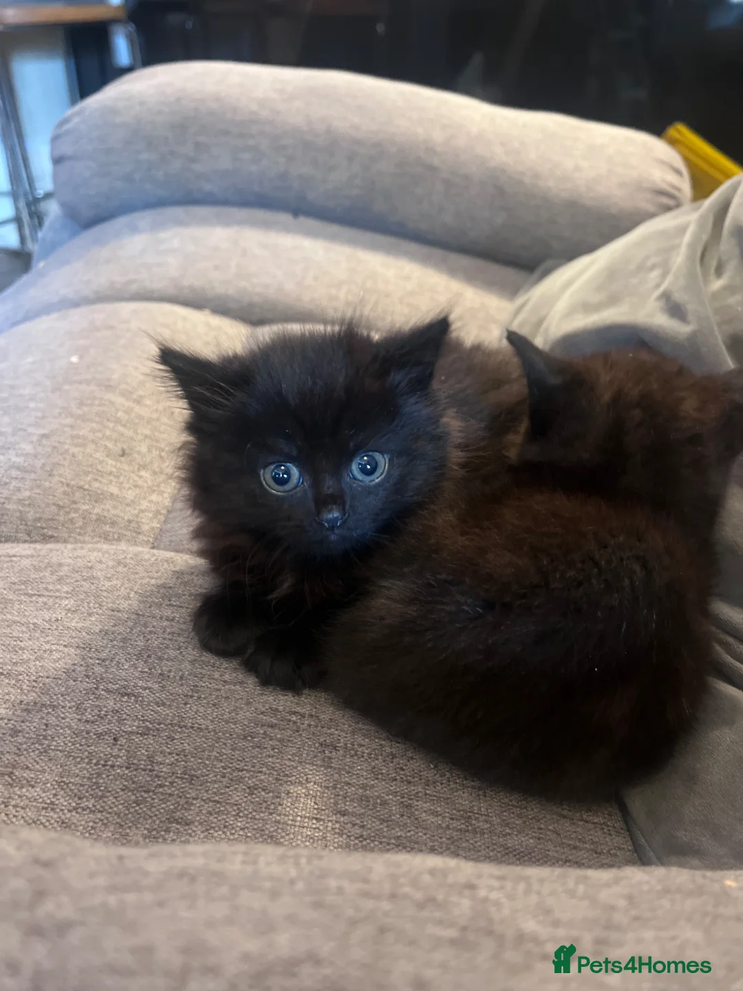 Mixed Breed cats for sale: Black long hair girl  - Advert 2
