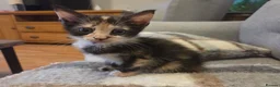 Mixed Breed cats for sale: 2 female tortoise shell kittens - Advert 8