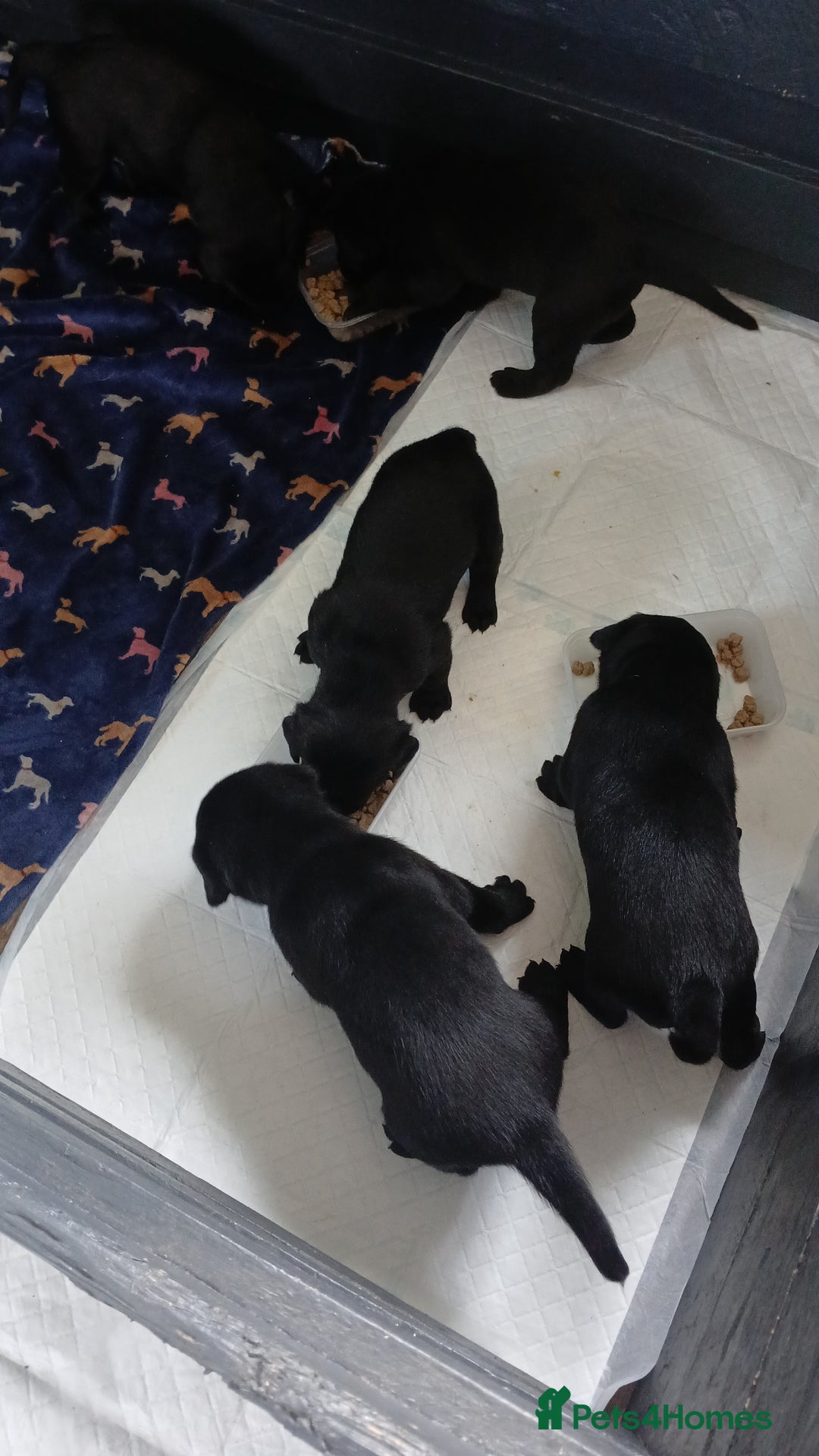 Labrador Retriever dogs for sale: 4 Health checked  Labrador pups  - Image 5