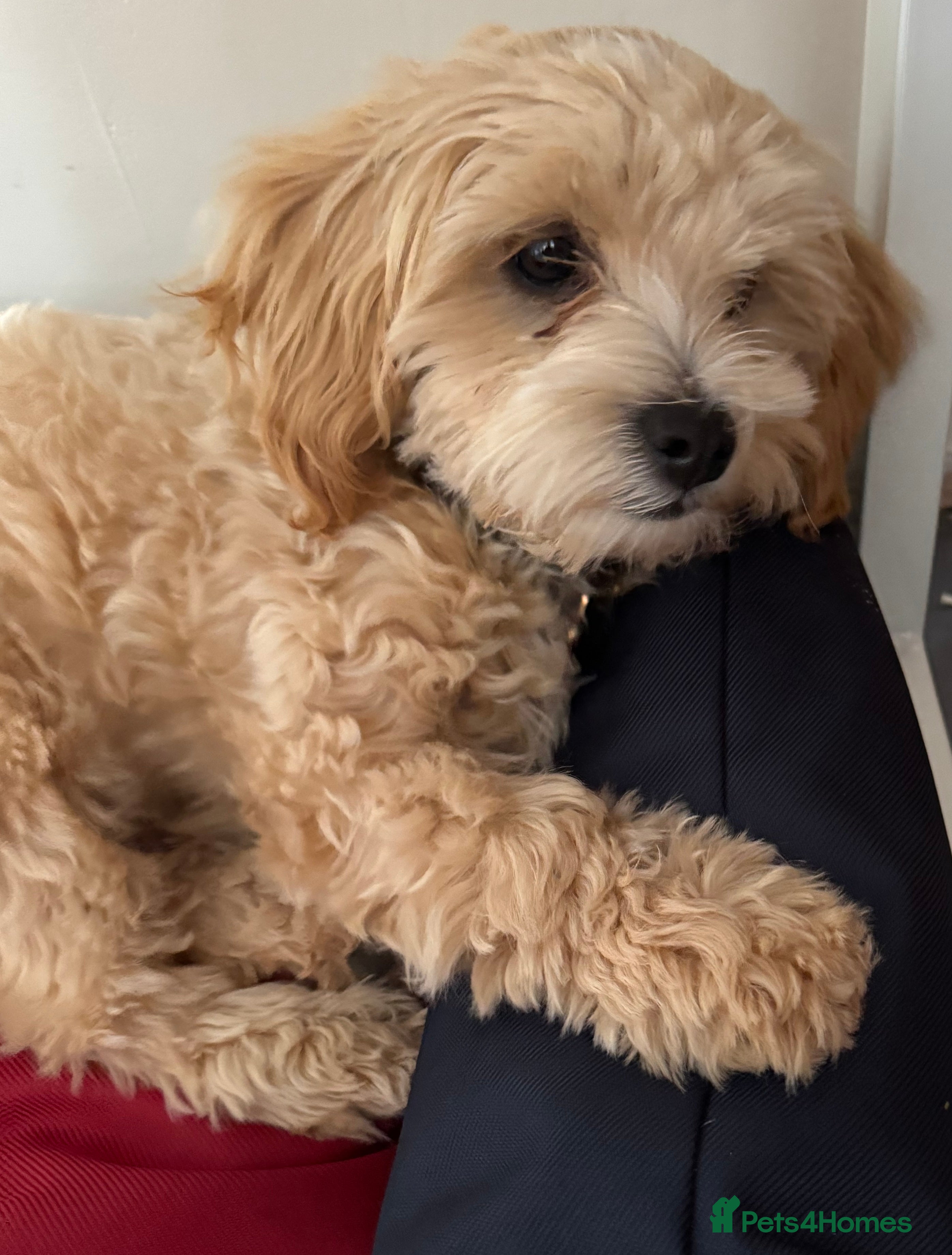 Maltipoo dogs Maltipoo Puppy Needs a New Home - Advert 2