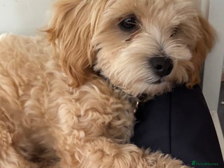 Maltipoo dogs Maltipoo Puppy Needs a New Home - Advert 18