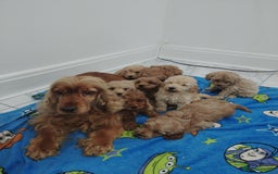 Cockapoo dogs for sale: Show type cockapoos😍 - Image 7