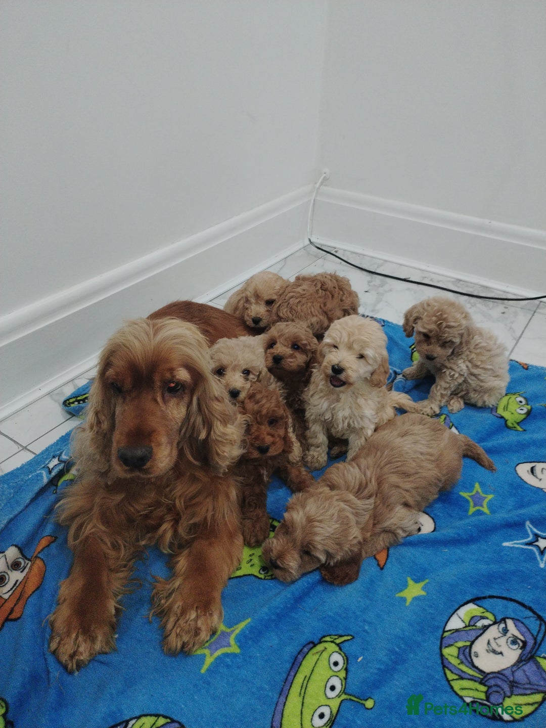 Cockapoo dogs for sale: Show type cockapoos😍 - Image 7