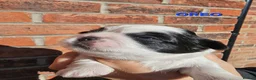 Shih Tzu dogs for sale:  💞 PURE STANDARD SHIH TZU 💕 - Advert 28