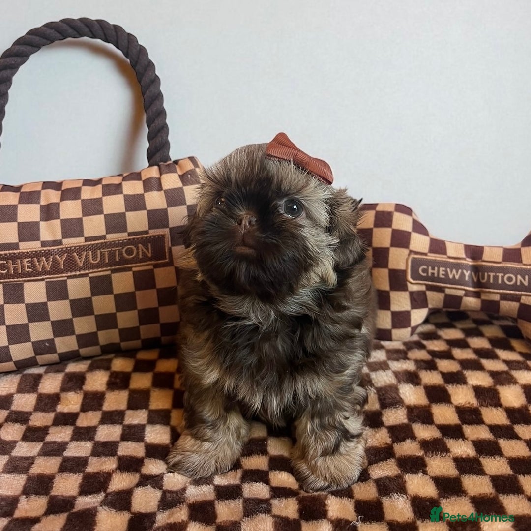 Shih Tzu dogs for sale: Stunning KC chocolate imperial Shihtzu puppies - Image 5