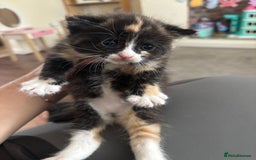 Mixed Breed cats for sale: Tortie kittens  - Image 2