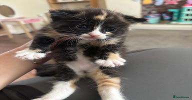 Mixed Breed cats - Advert 7