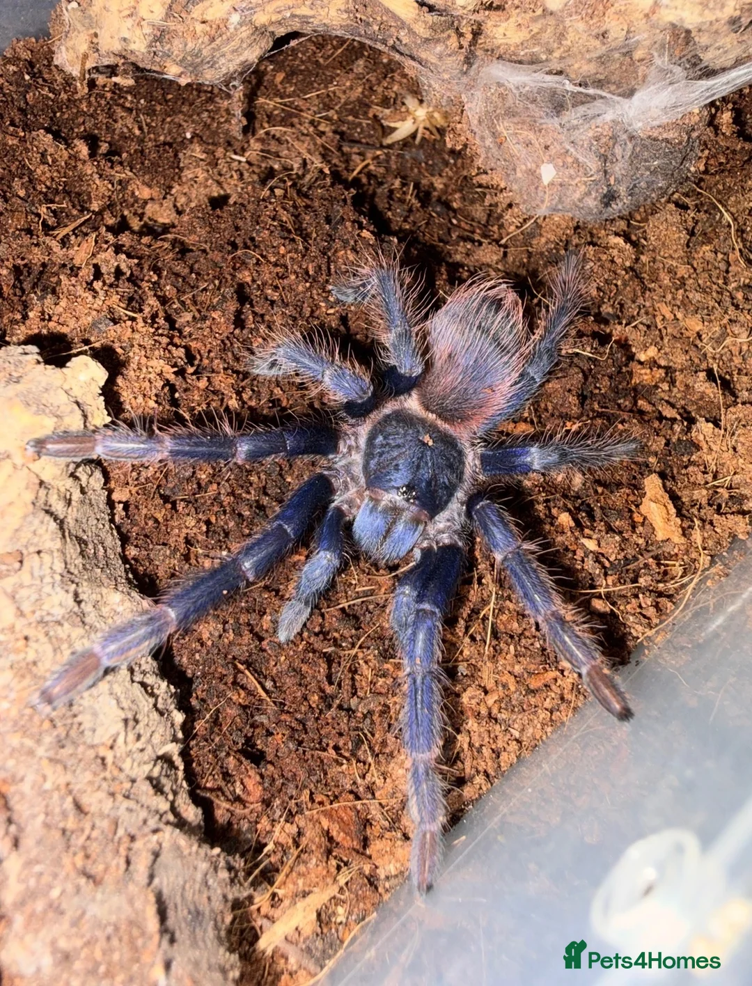 Tarantulas invertebrates for sale: Juvenile Brazilian blue tarantula  - Advert 1