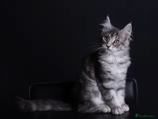 Maine Coon cats Registered Maine coon kittens from large lines - Advert 2
